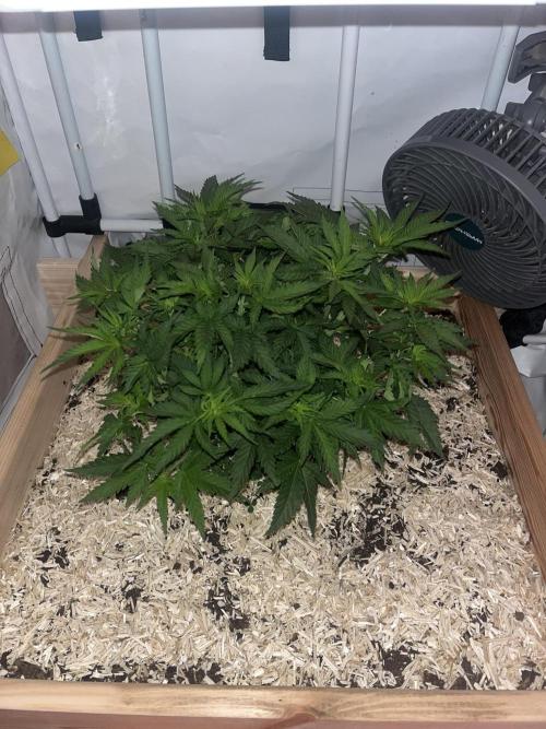 Blue Sunset Sherbert. Week 8