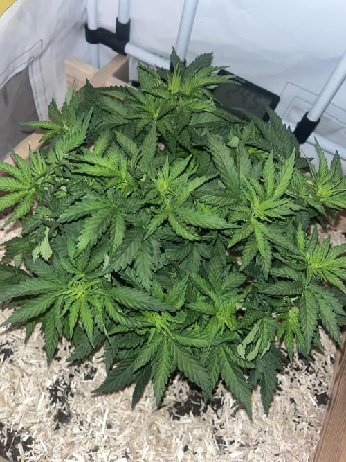 Blue Sunset Sherbert. Week 8
