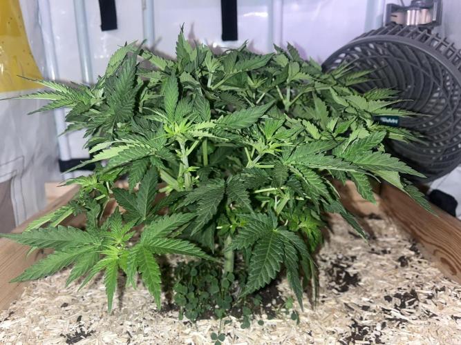 Blue Sunset Sherbert. Week 8