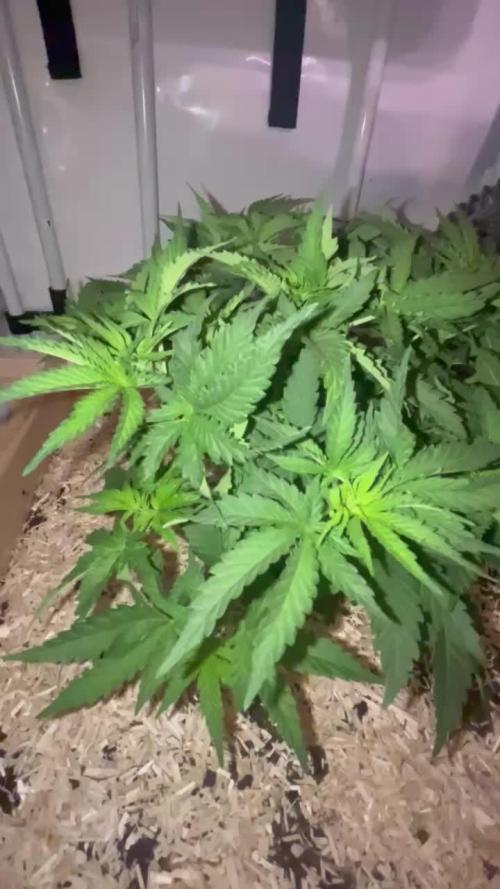 Blue Sunset Sherbert