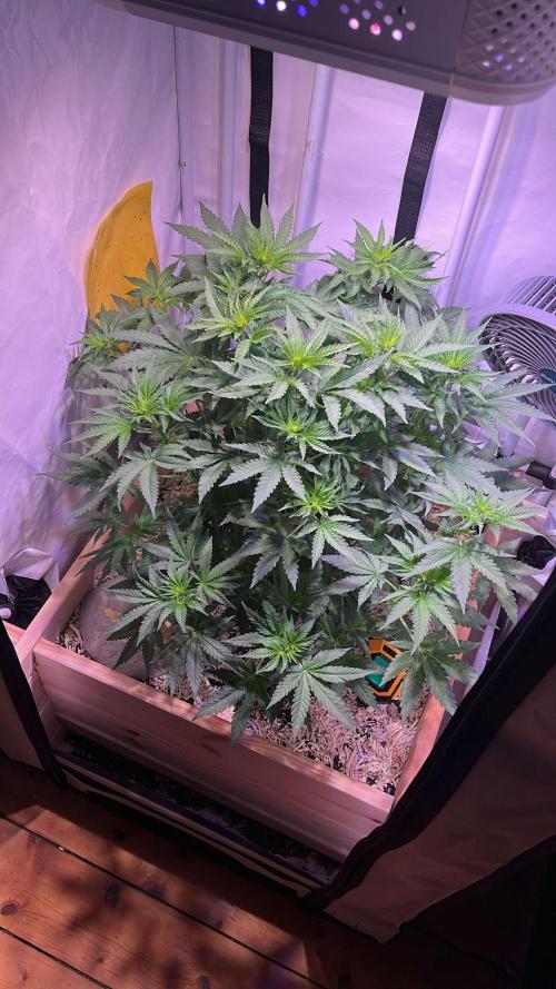 Blue Sunset Sherbert. Week 9