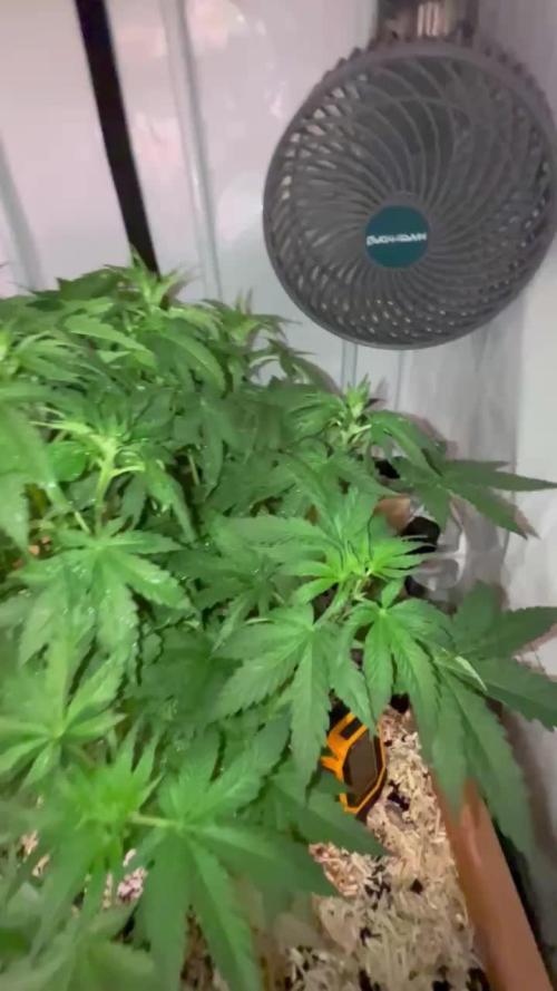 Blue Sunset Sherbert