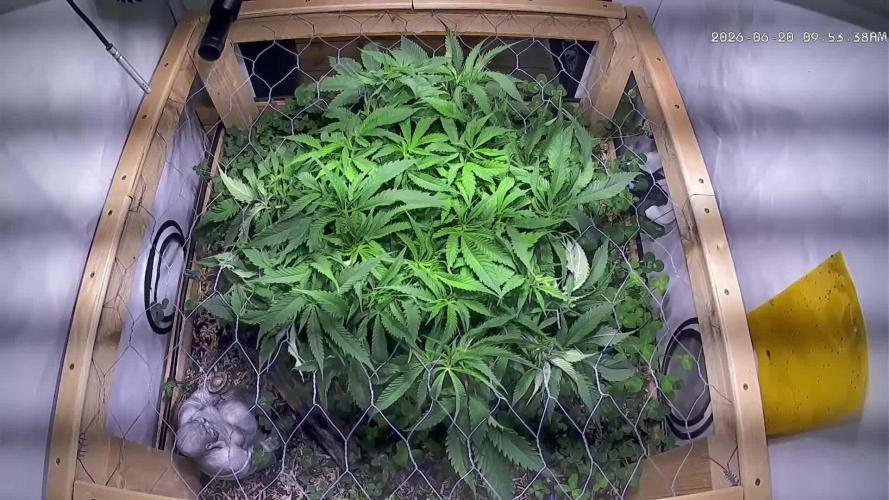 Utopia Haze