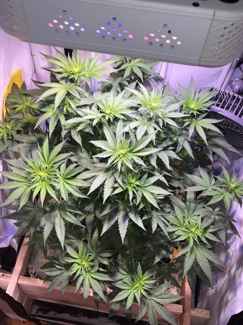 Blue Sunset Sherbert. Week 10