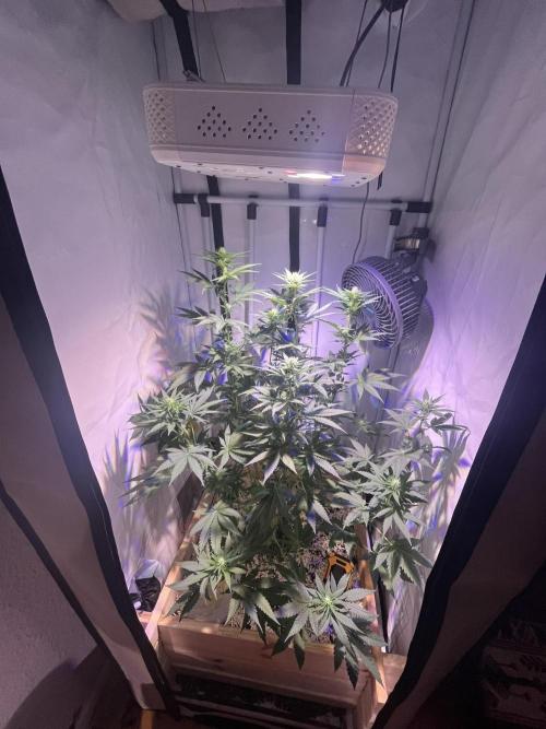 Blue Sunset Sherbert. Week 10