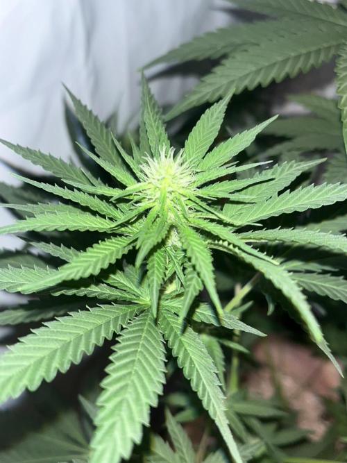 Blue Sunset Sherbert. Week 10