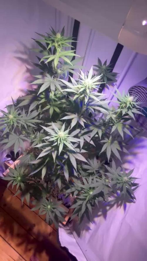Blue Sunset Sherbert