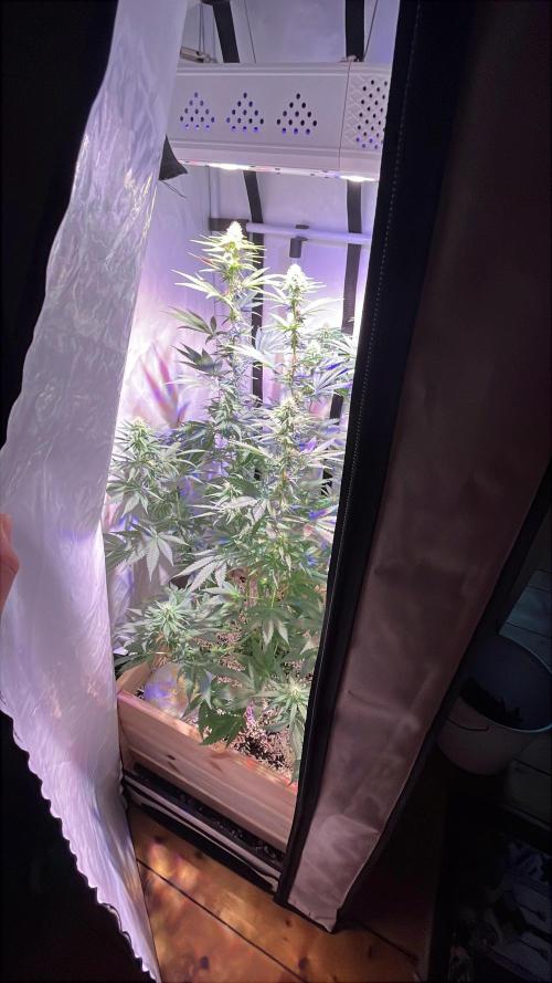 Blue Sunset Sherbert. Week 11