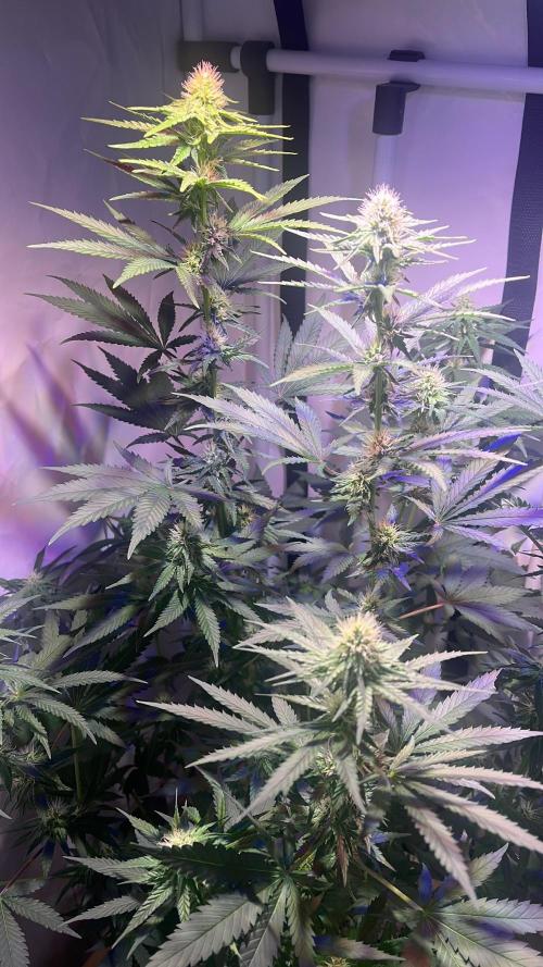Blue Sunset Sherbert. Week 11