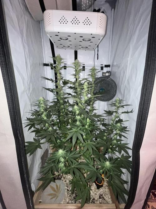 Blue Sunset Sherbert. Week 11