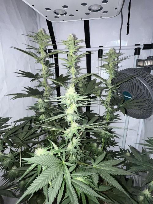 Blue Sunset Sherbert. Week 11