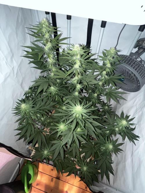 Blue Sunset Sherbert. Week 11