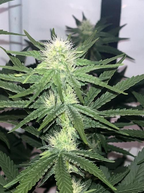Blue Sunset Sherbert. Week 11