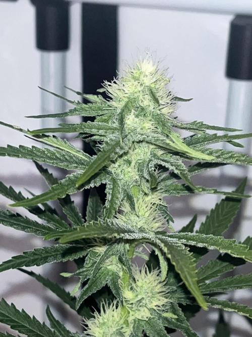 Blue Sunset Sherbert. Week 11