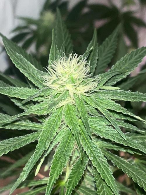 Blue Sunset Sherbert. Week 11