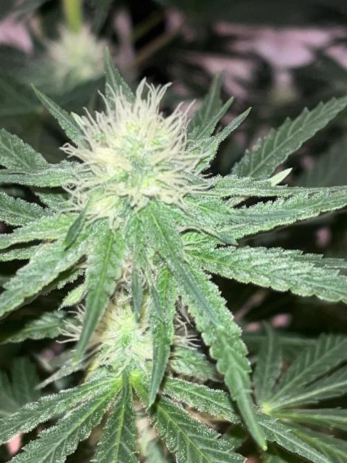 Blue Sunset Sherbert. Week 11