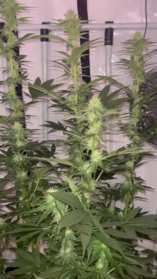 Blue Sunset Sherbert