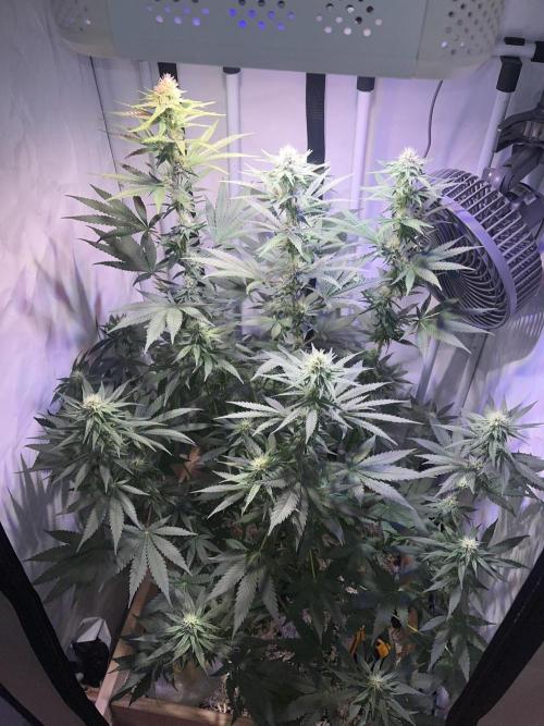Blue Sunset Sherbert. Week 11
