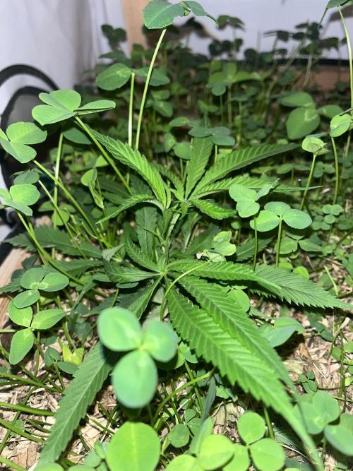Utopia Haze. Week 13