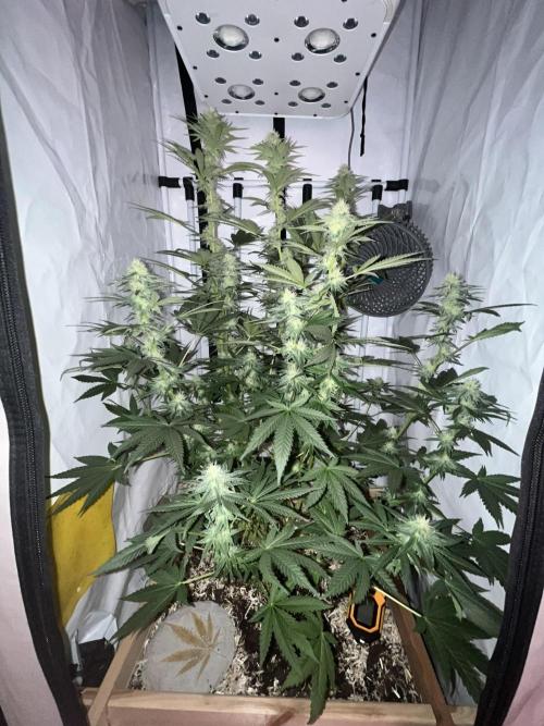 Blue Sunset Sherbert. Week 12