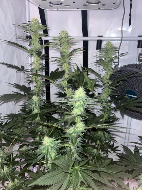 Blue Sunset Sherbert. Week 12