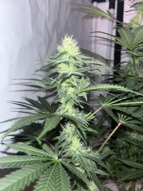 Blue Sunset Sherbert. Week 12