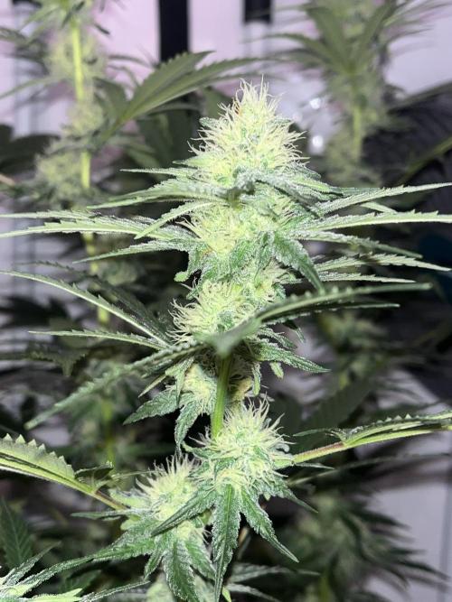 Blue Sunset Sherbert. Week 12