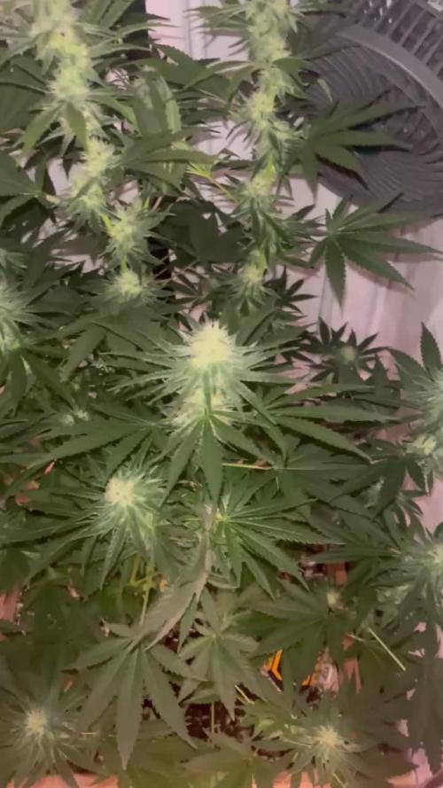 Blue Sunset Sherbert