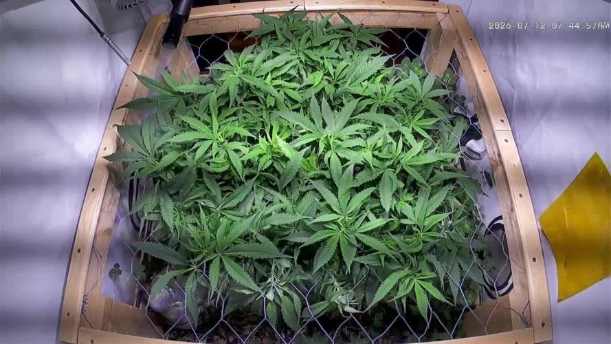 Utopia Haze