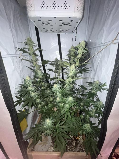 Blue Sunset Sherbert. Week 13