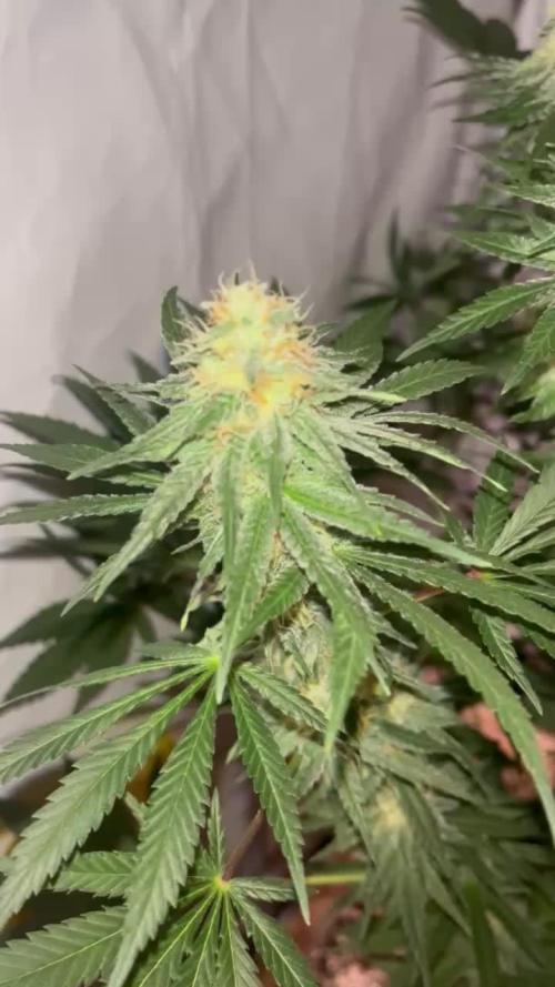 Blue Sunset Sherbert