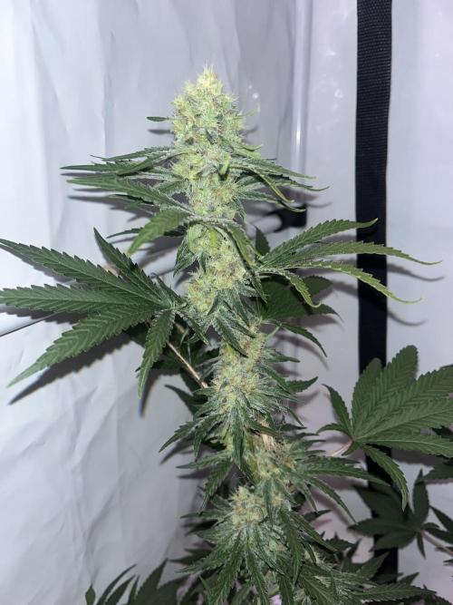 Blue Sunset Sherbert. Week 13