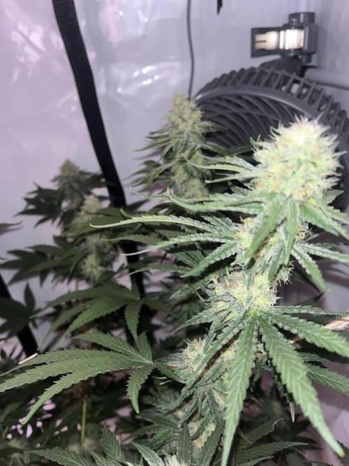 Blue Sunset Sherbert. Week 13