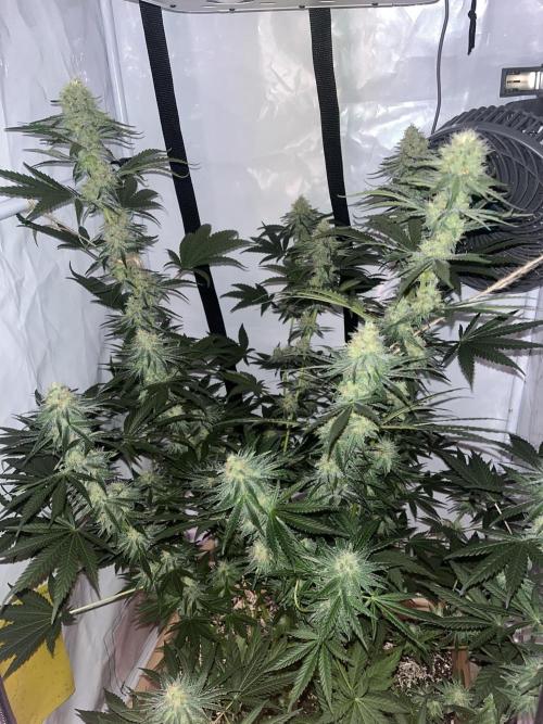 Blue Sunset Sherbert. Week 13