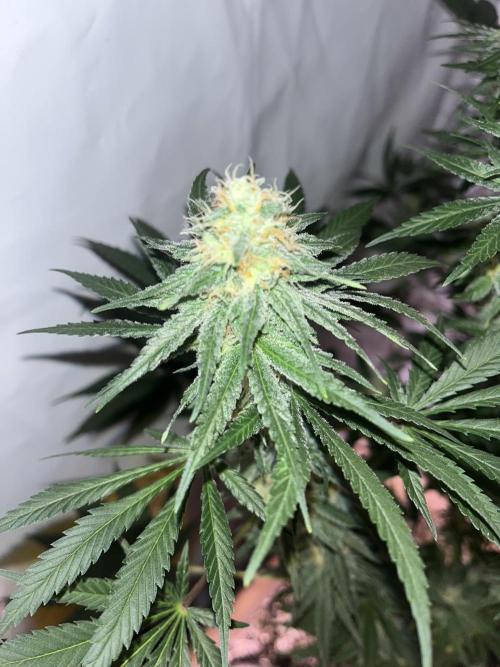 Blue Sunset Sherbert. Week 13
