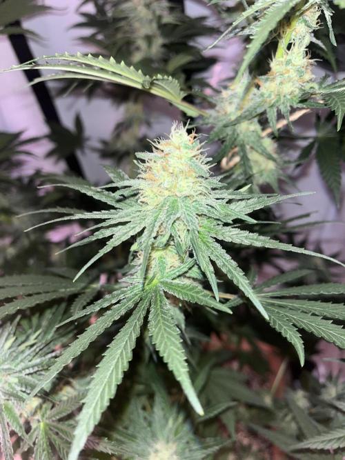 Blue Sunset Sherbert. Week 13