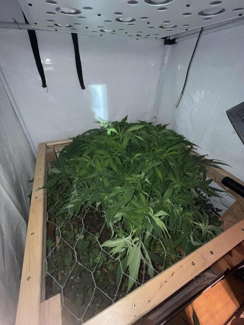 Utopia Haze. Week 15