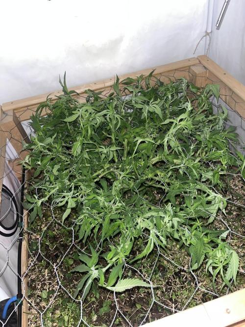 Utopia Haze. Week 15