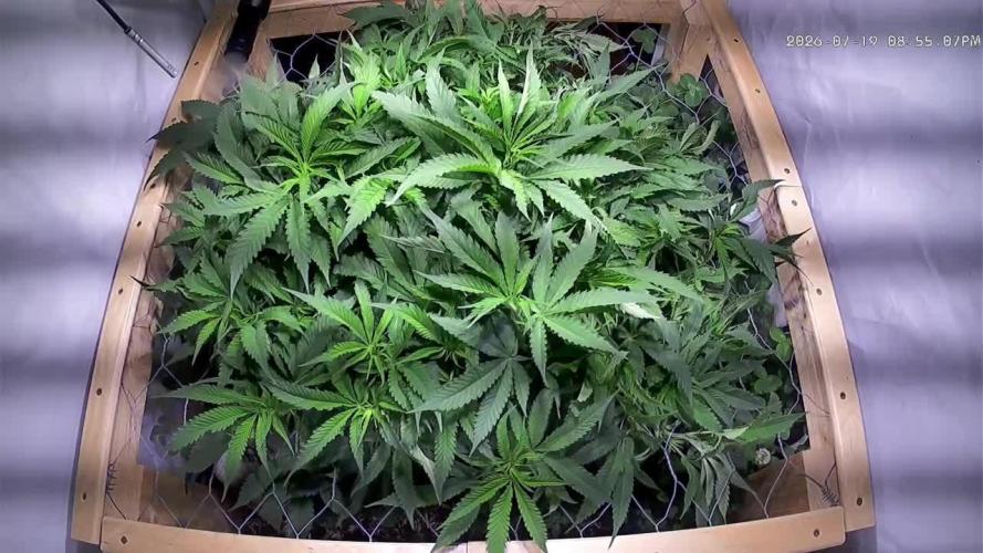 Utopia Haze
