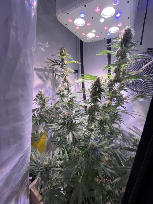 Blue Sunset Sherbert. Week 14
