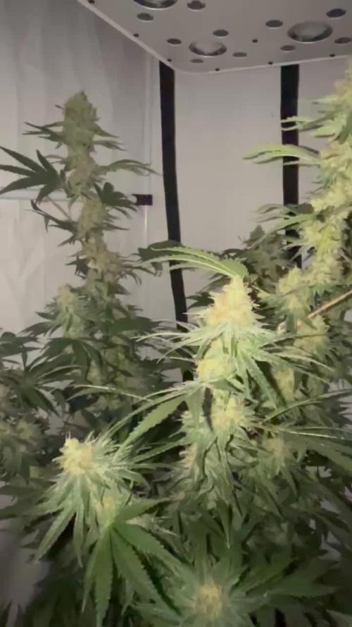 Blue Sunset Sherbert