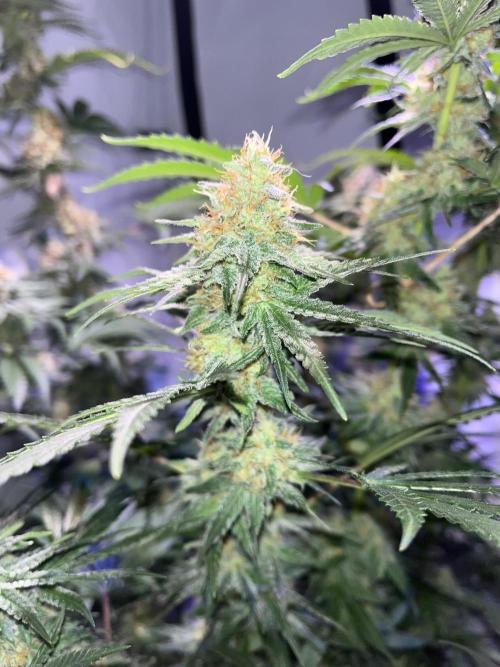 Blue Sunset Sherbert. Week 14