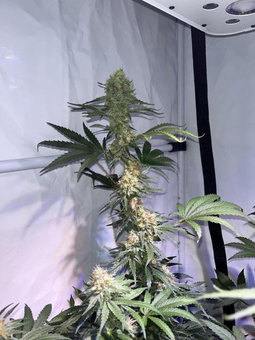 Blue Sunset Sherbert. Week 14