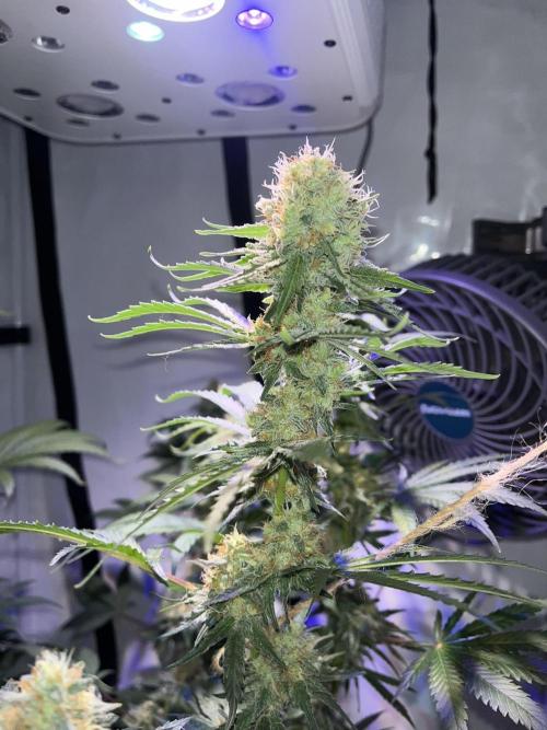 Blue Sunset Sherbert. Week 14