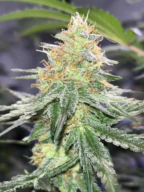 Blue Sunset Sherbert. Week 14