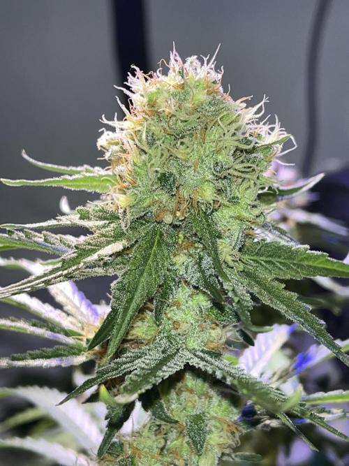 Blue Sunset Sherbert. Week 14