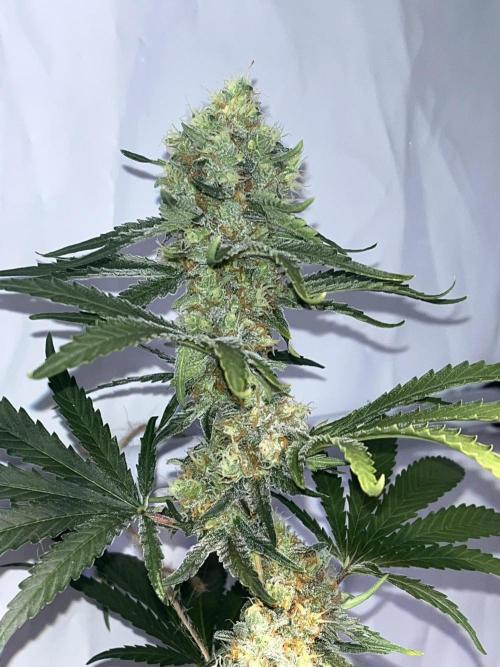 Blue Sunset Sherbert. Week 14