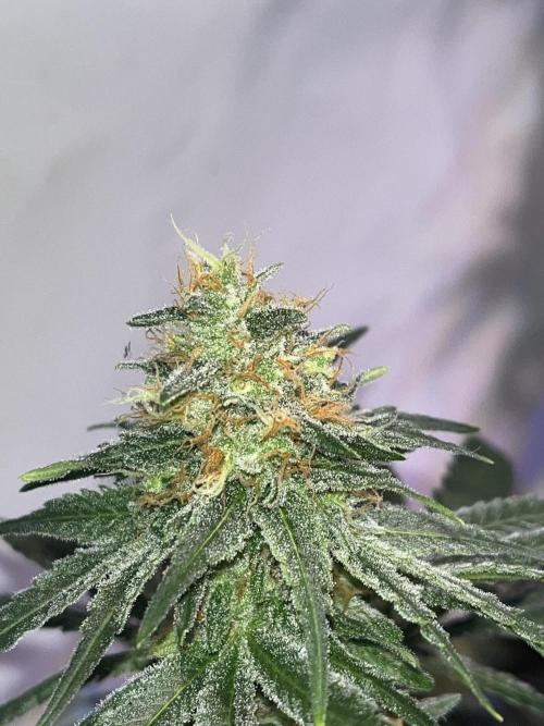 Blue Sunset Sherbert. Week 14