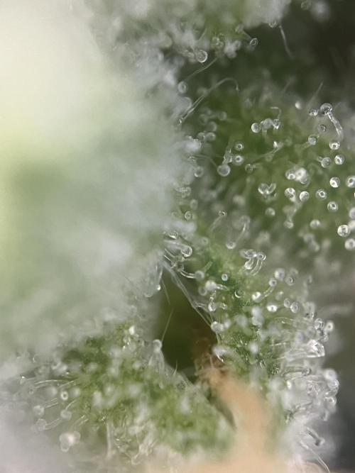 Blue Sunset Sherbert. Week 14