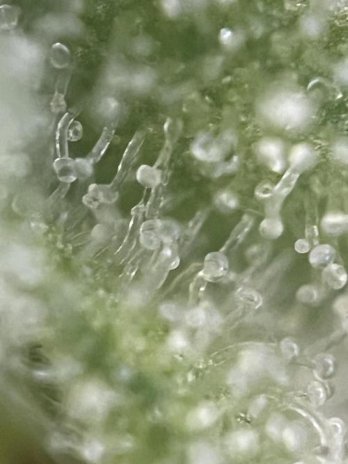 Blue Sunset Sherbert. Week 14